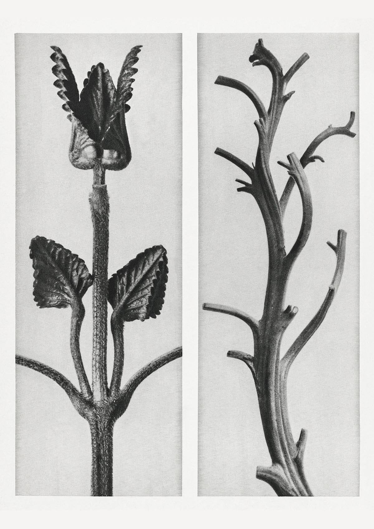 Karl Blossfeldt Plant Photogravure Nr 93