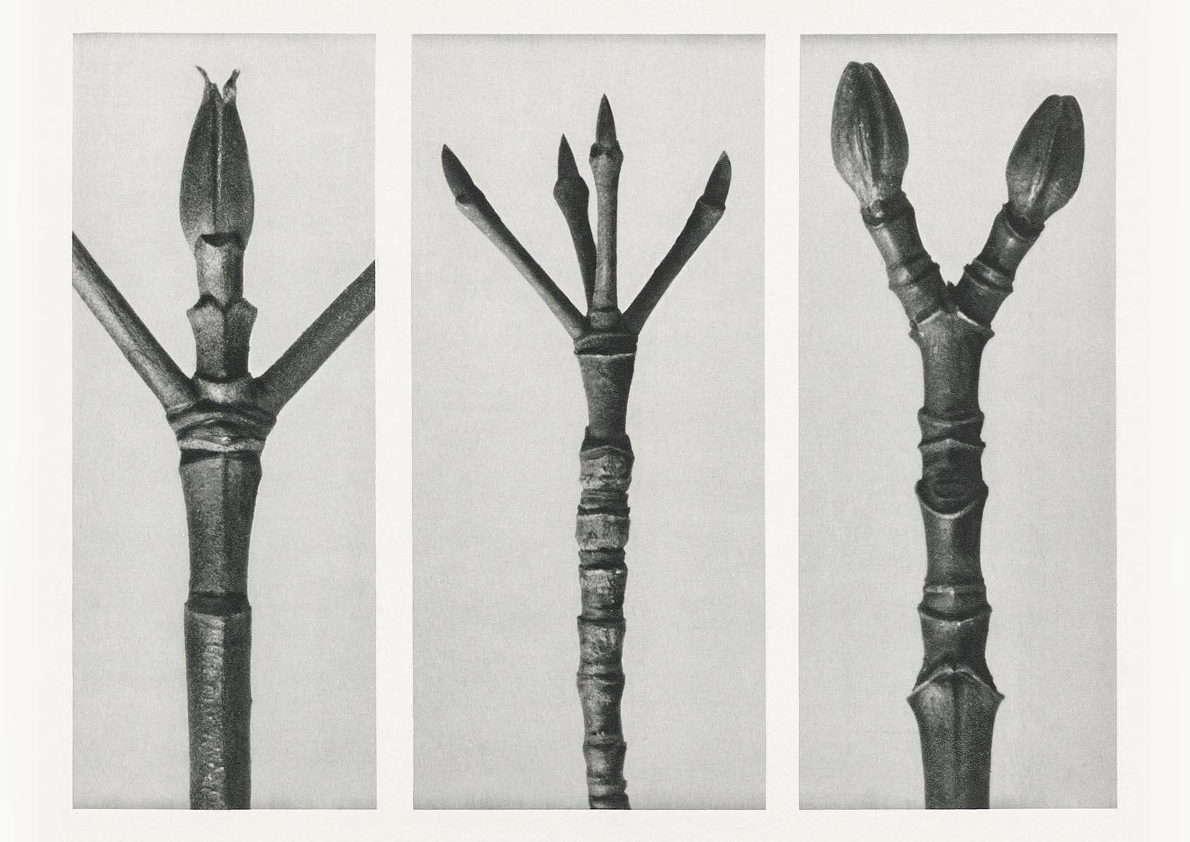 Karl Blossfeldt Plant Photogravure Nr 96