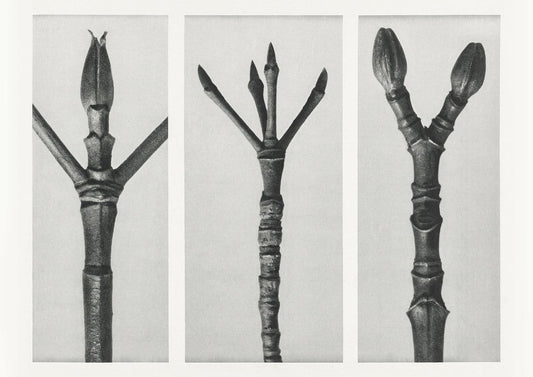 Karl Blossfeldt Plant Photogravure Nr 96