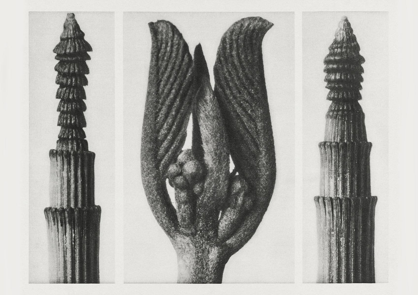 Karl Blossfeldt Plant Photogravure Nr 99