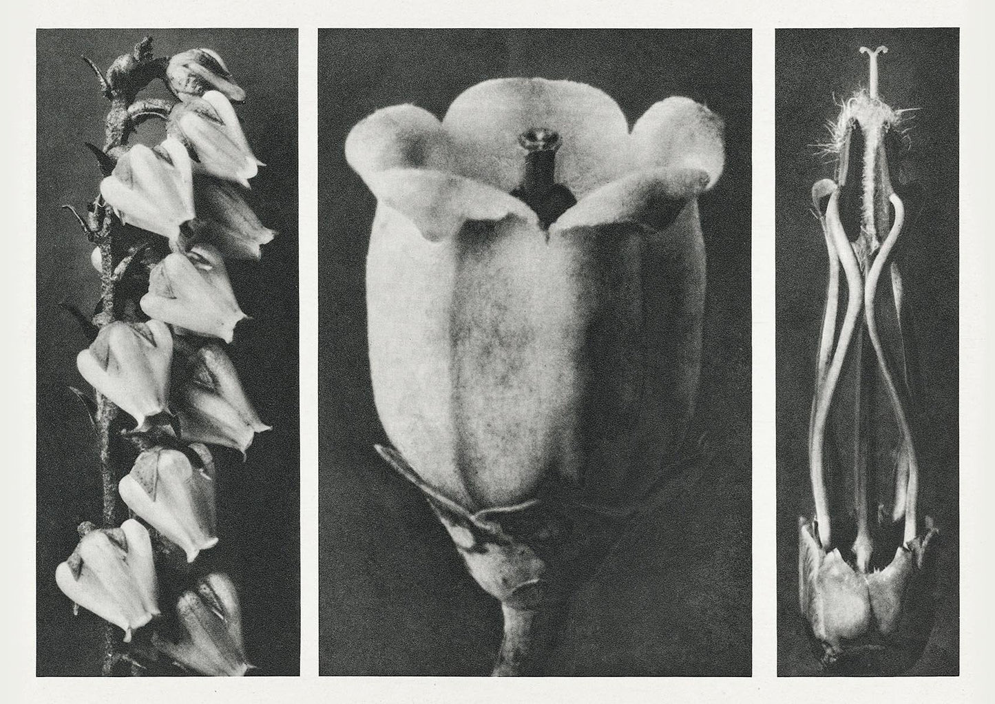 Karl Blossfeldt Plant Photogravure Nr 100