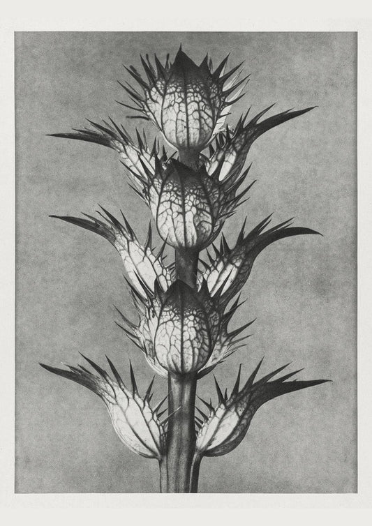 Karl Blossfeldt Plant Photogravure Nr 101