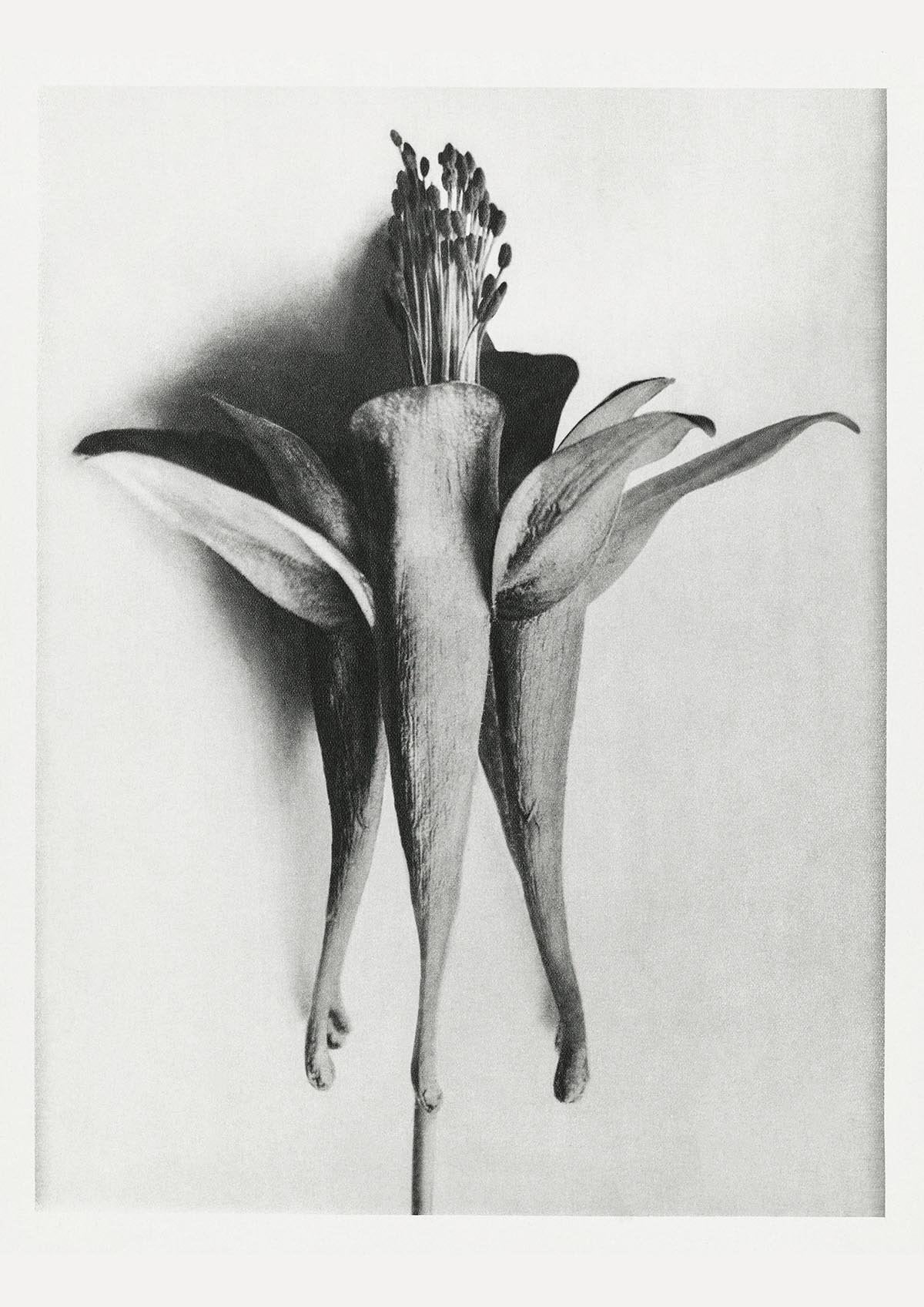 Karl Blossfeldt Plant Photogravure Nr 102