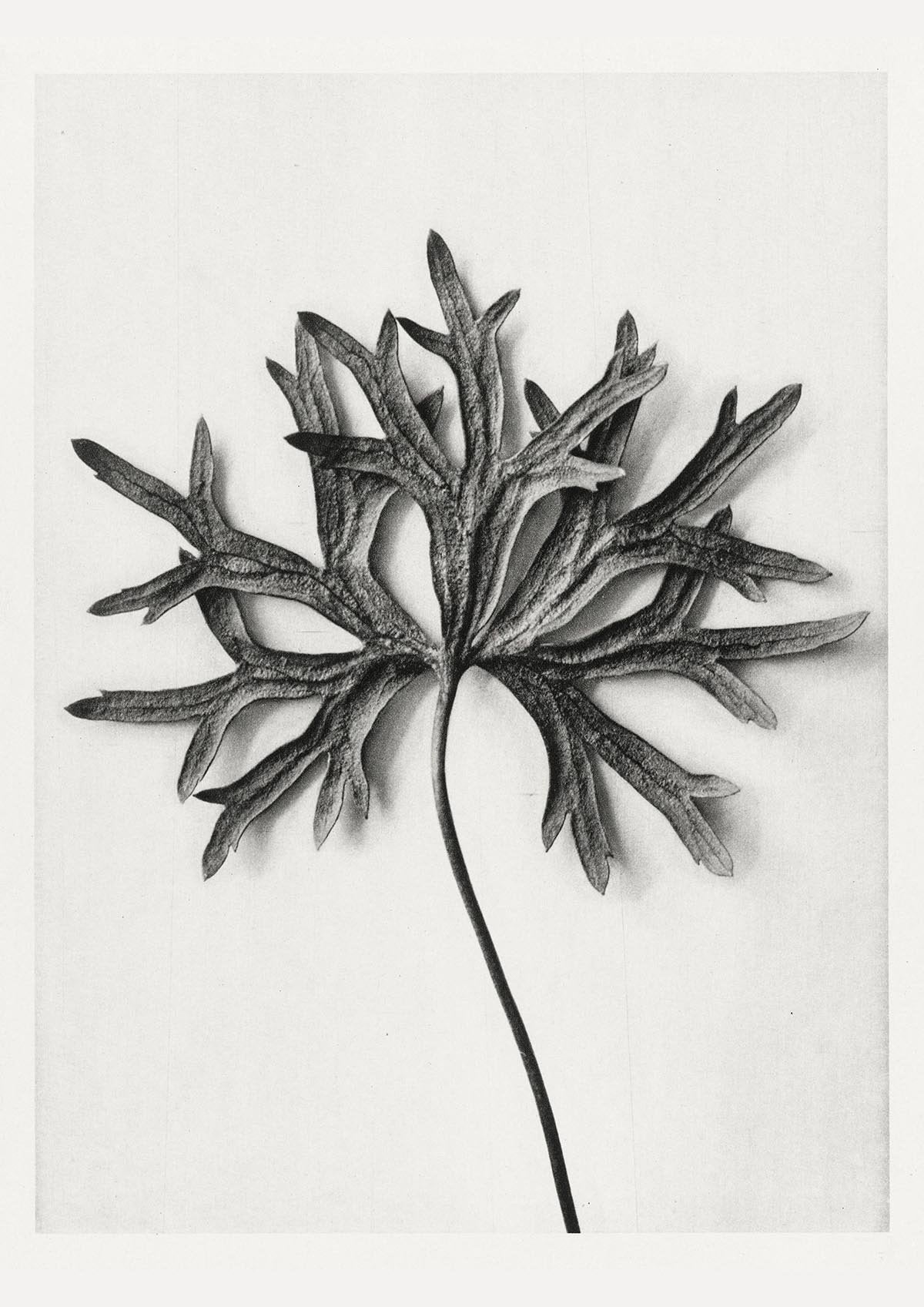 Karl Blossfeldt Plant Photogravure Nr 103