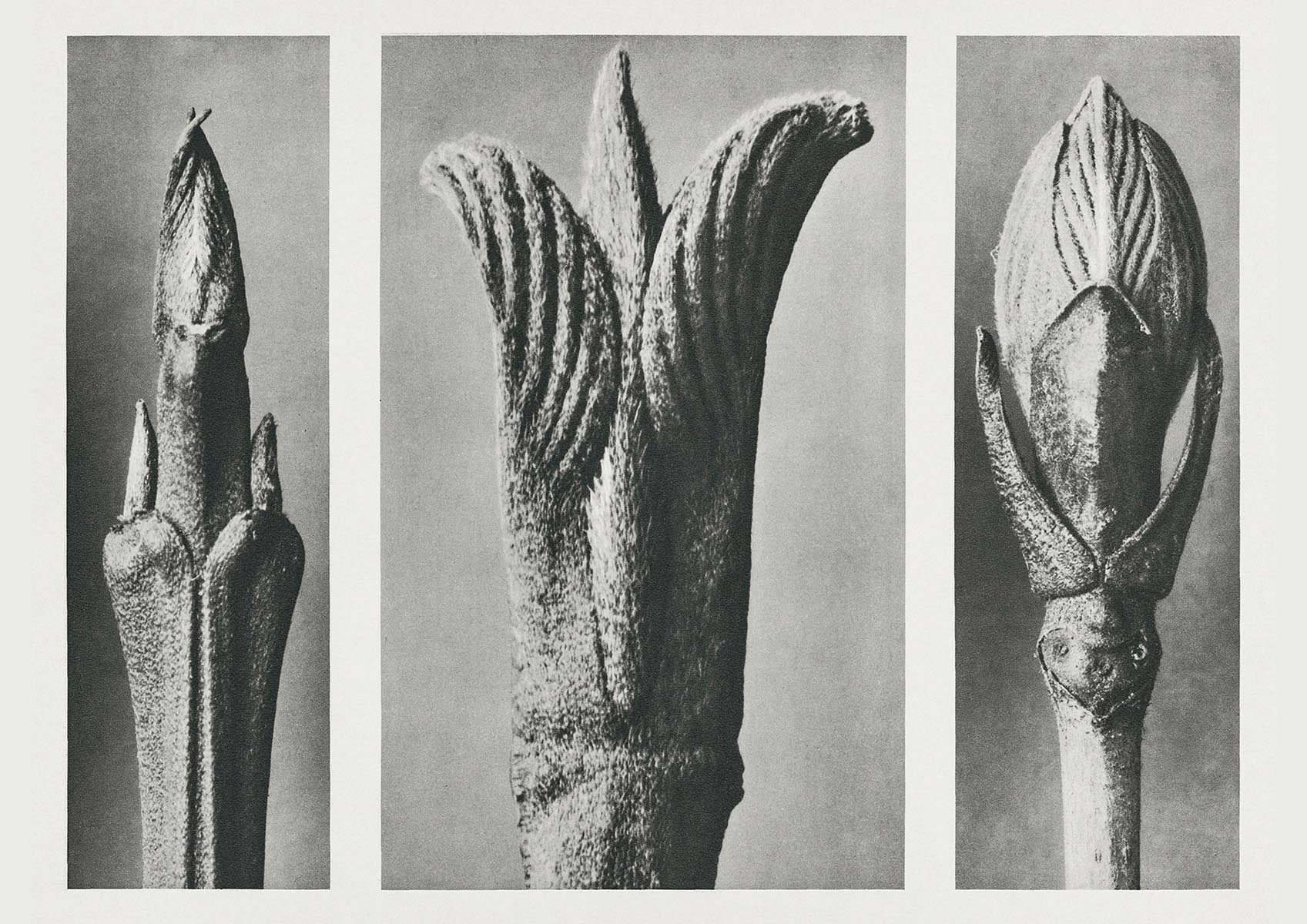 Karl Blossfeldt Plant Photogravure Nr 104