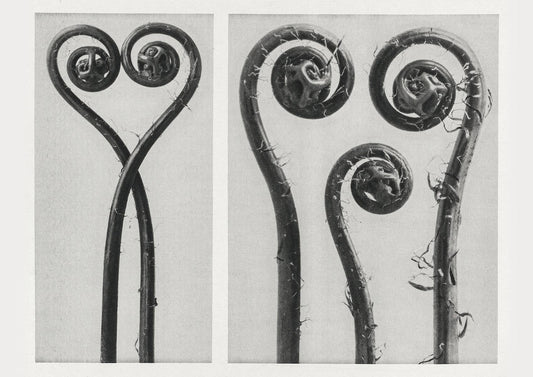 Karl Blossfeldt Plant Photogravure Nr 105