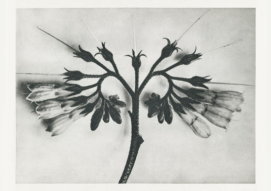 Karl Blossfeldt Plant Photogravure Nr 106