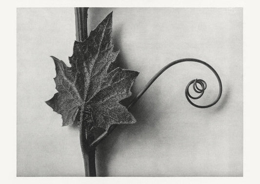 Karl Blossfeldt Plant Photogravure Nr 110