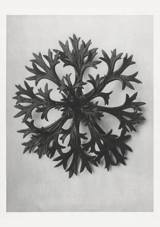 Karl Blossfeldt Plant Photogravure Nr 111