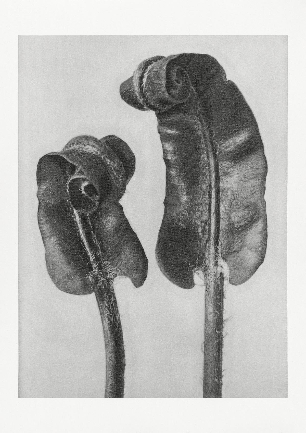 Karl Blossfeldt Plant Photogravure Nr 113