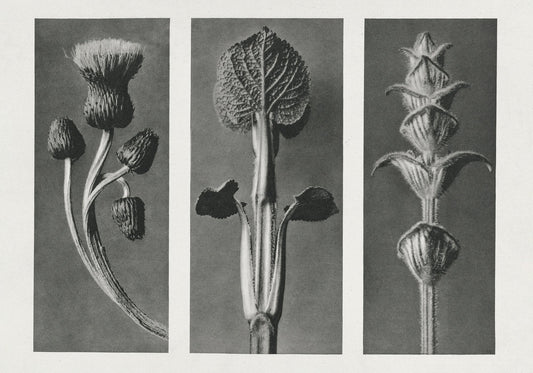 Karl Blossfeldt Plant Photogravure Nr 114