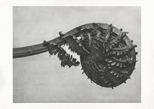 Karl Blossfeldt Plant Photogravure Nr 112