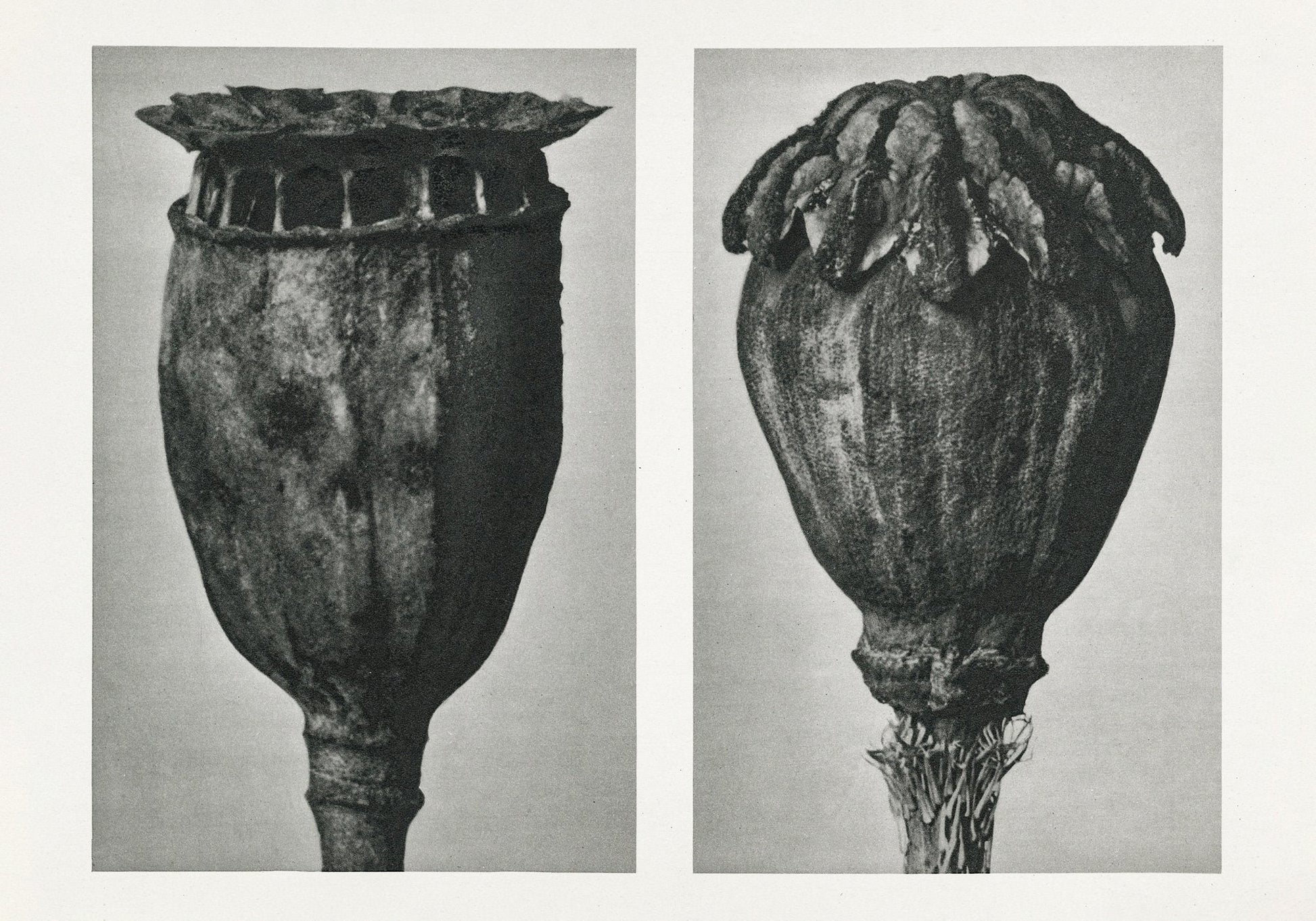 Karl Blossfeldt Plant Photogravure Nr 115