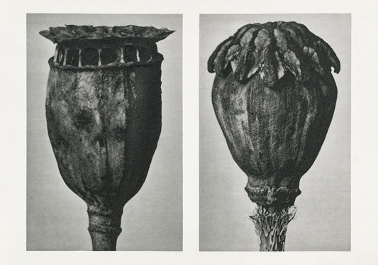 Karl Blossfeldt Plant Photogravure Nr 115