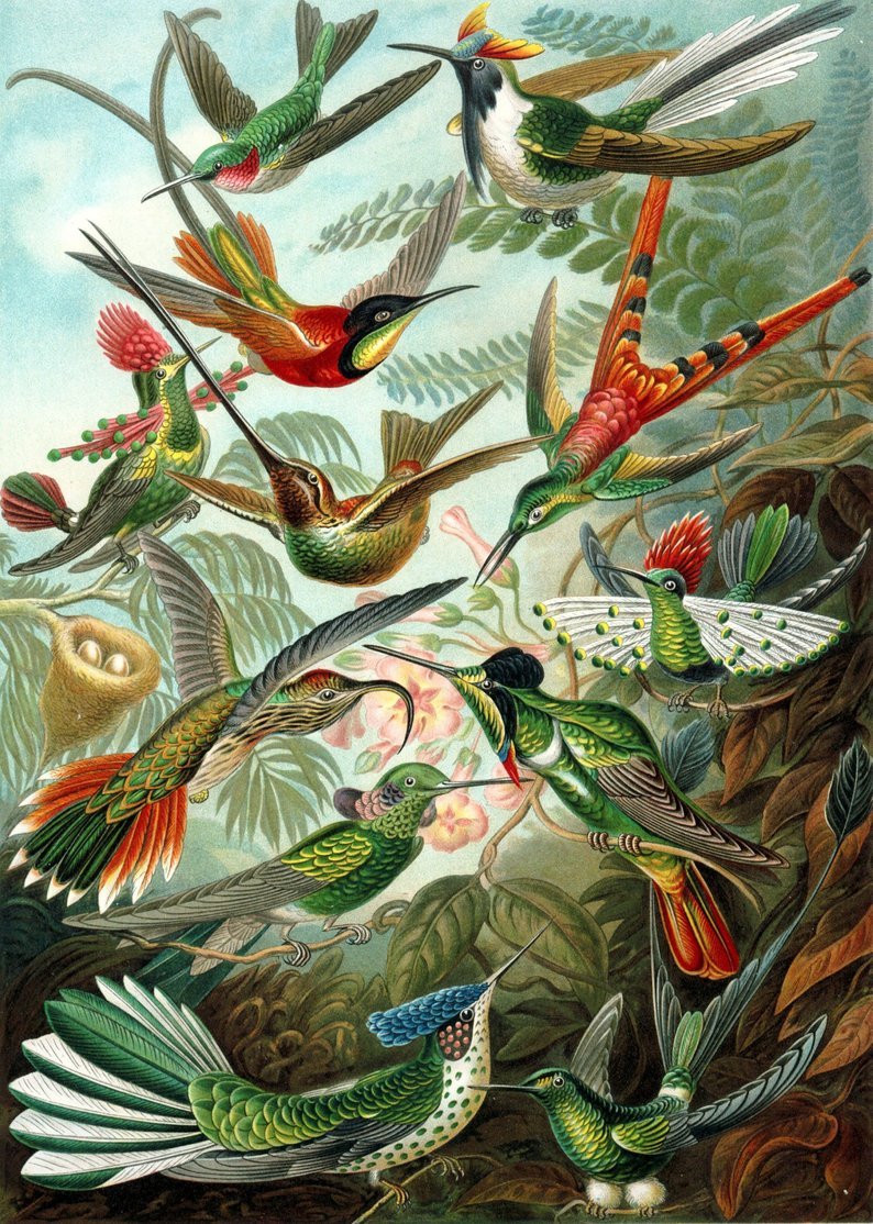 Birds of Paradise by Ernst Haeckel Art Poster