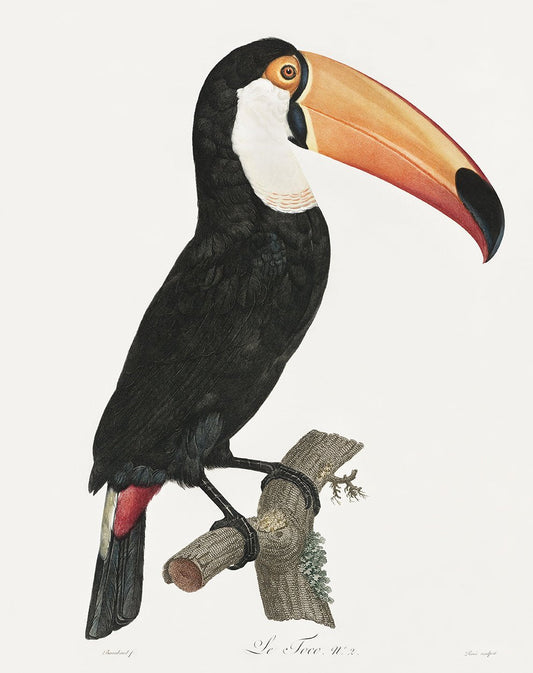 Toucan Vintage Animal Print 