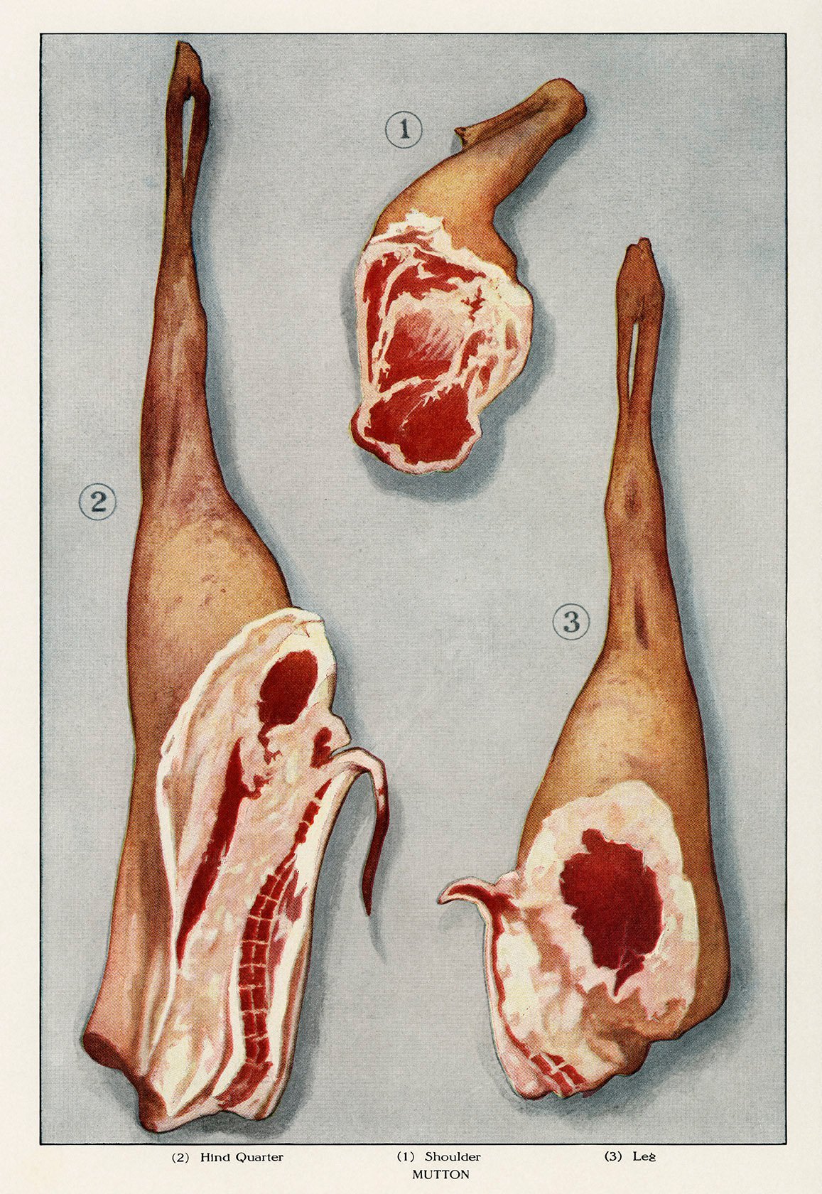 Lamb 3 Pieces Meat - Kuriosis Vintage Prints