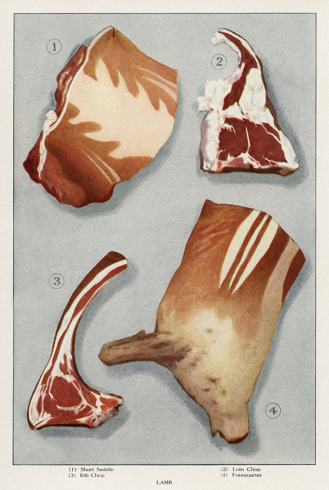 Lamb 4 Pieces Meat - Kuriosis Vintage Prints