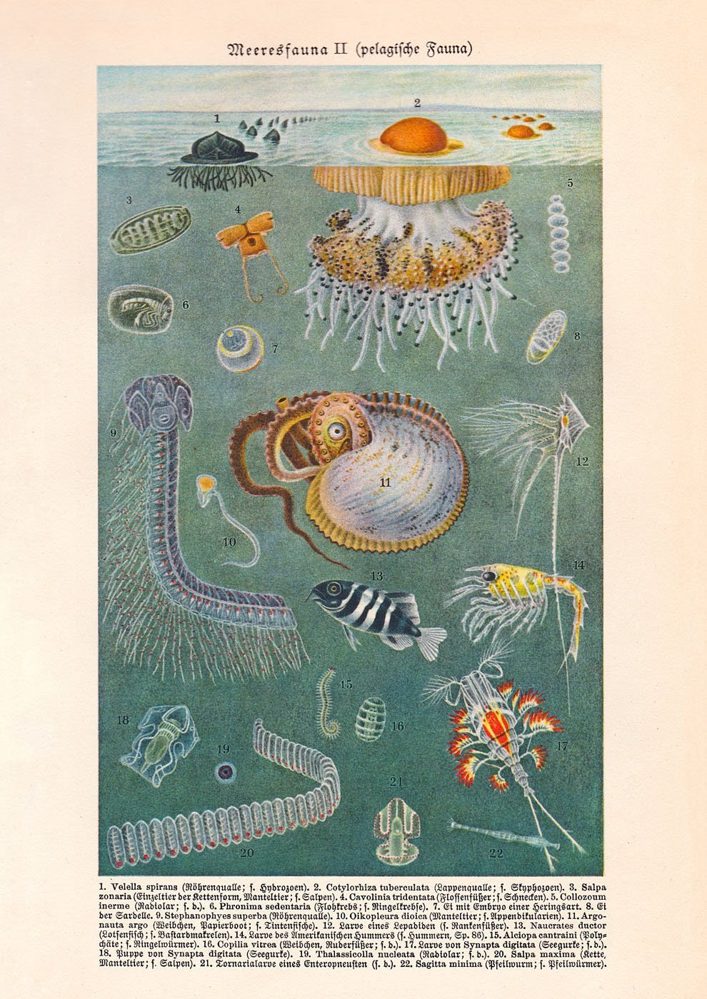 Marine Fauna (Meeresfauna) II Poster - Kuriosis Vintage Prints